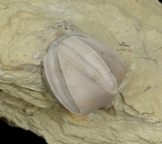 Blastoid (Pentremites) Fossil - Illinois #42822